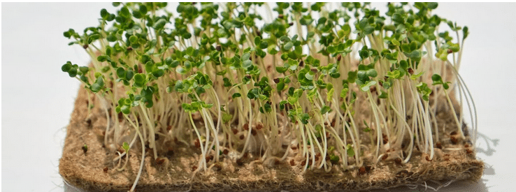 Toile de jute feutre- Germination naturelle - Paillis jute - protection naturelle sols - La B'Reizhilience