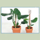 Piquets électroculture - Kit électroculture - Electroculture pour plantes - La B'Reizhilience