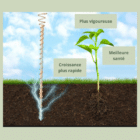 Electroculture - Bénéfices électroculture - Kit électroculture - La B'Reizhilience