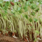 Paillage feutre de jute - Protection naturelle sol des plantes - Feutre pour germination graines - La B'Reizhilience